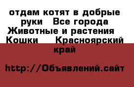 отдам котят в добрые руки - Все города Животные и растения » Кошки   . Красноярский край